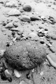 Egg-shaped rock among many smaller rocks and pebbles on a beach.