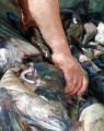 A fisherman’s hand grabs a wet slippery fish from a bin of fish.