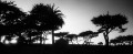 Silhouette of Monterey cypress and palm trees in a park setting.