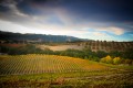 Hillsides covered with vineyards and orchards in fall colors with dark clouds overhead.
