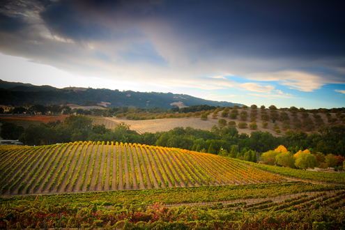 Looking out over the autumn fields of Opolo Vineyards at sunset with dark storm clouds rolling through. 
