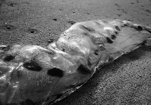 Like the iron barge beached nearby, this jellyfish also meets its end washed up on shore. Part 3 of a triptych. 