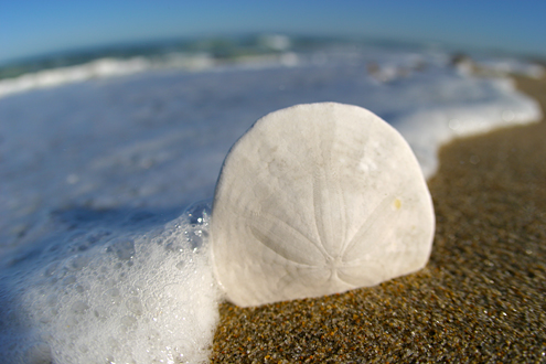 Sand dollar found onsite, propped up, shot with a fisheye lens just 2 inches away, and yes, I got wet. 