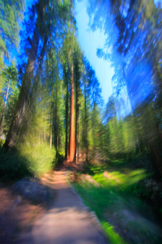 First person point of view of hiking through the giant redwood forest. The technique of painting with lens allows me to illustrate the abstract energy of a scene. 