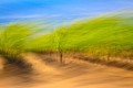 Painterly looking photo of a summer vineyard.