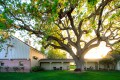 The grounds surrounding a winery in the spring with a hug oak tree.