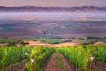 Looking down vineyard rows into a valley of city lights and fog with mountains beyond.