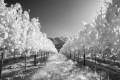 Infrared black and white photo of glowing white vineyards against distant hills and mountains.