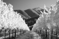 Infrared black and white photo of glowing white vineyards against hills and mountains.