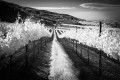 Black and white image of glowing white spring vineyards rolling over hills towards mountains.