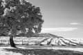 Black and white image of glowing white spring vineyards rolling over hills towards mountains with a huge oak tree in the foreground.