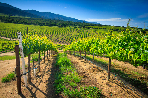 One of the award-winning Santa Lucia Highlands vineyards of Monterey County where Mooney Family Wines sources their Rhone-style fruit. 