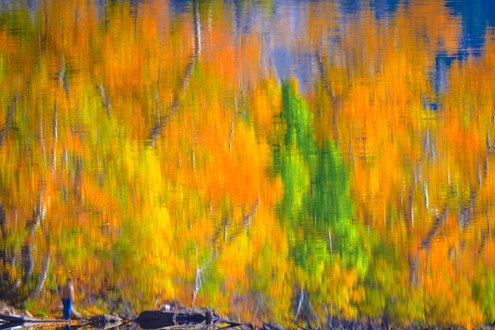 The fall colors in the Eastern Sierras are off the charts. I went with a painterly look with the trees reflecting off gently rippled water. 