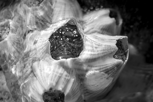 The tide swishes and swirls through barnacles on a sand dollar. Part of a black and white portfolio of landscape and abstract nature photographs depicting Science Fiction-like imagery from distant galaxies to Earth’s prehistoric natural history. This photograph was accepted into the 2014 Center for Photographic Juried Portfolio Exhibit. 