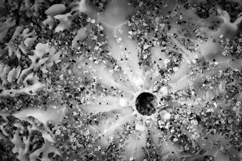 A sand dollar sheared in half exposes the secret patterns of the cosmos. Part of a black and white portfolio of landscape and abstract nature photographs depicting Science Fiction-like imagery from distant galaxies to Earth’s prehistoric natural history. 