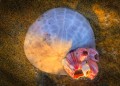 Golden sunset light illuminates a submerged sand dollar with a red and white barnacle on it.