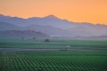 Green vineyard rows lead to layers of purple mountains under an orange sky.