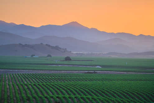 Lush green vineyard rows leading to purple mountains under an orange sunset sky say summer in Steinbeck Country in the Salinas Valley. 