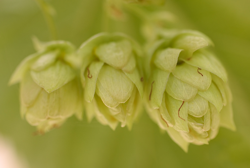 Close-up of Cascade hops growing in a homebrewer’s garden in downtown Monterey. 