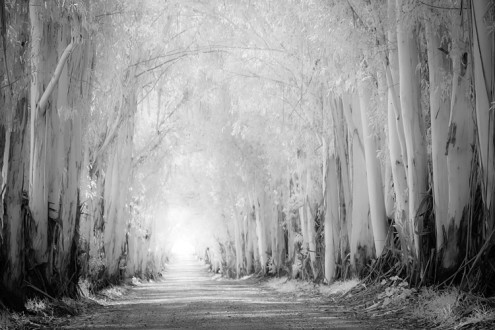 Eucalyptus tress glowing with sunlight for a cathedral in black and white infrared. 