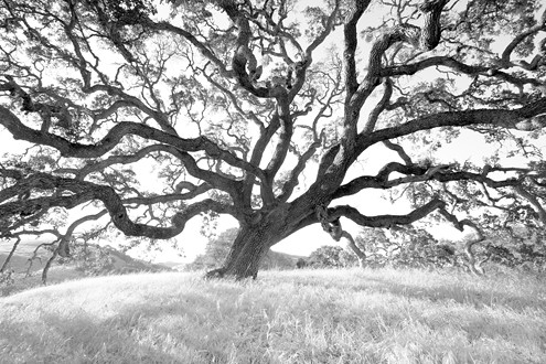 Once located on a hidden hilltop along the Highway 68 side of Fort Ord Public Land, this magnificent oak now is the gateway to one of the entrances to the Fort Ord National Monument. 