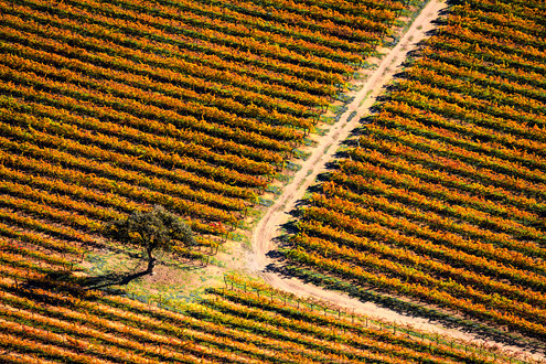 Flying between 200-1,500 feet above the famous Santa Lucia Highlands AVA in Monterey County’s Salinas Valley. 