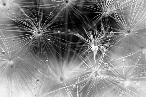 Are we looking at worlds in a distant galaxy through a super telescope, or deep into a dandelion after a rain? Part of a sci-fi black and white photography portfolio depicting life on distant worlds, fractals on a scale from galaxies to ice crystals, and how a 1,000-year-old redwood tree perceives the world.
 