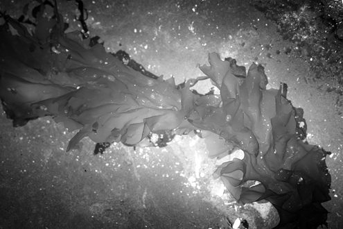Kelp floats gently just below the surface of a tide pool reflecting the overhead sun. Part of a portfolio of work depicting Hubble Telescope-like imagery from the Big Bang to the creation of our solar system on a small scale on Earth. 