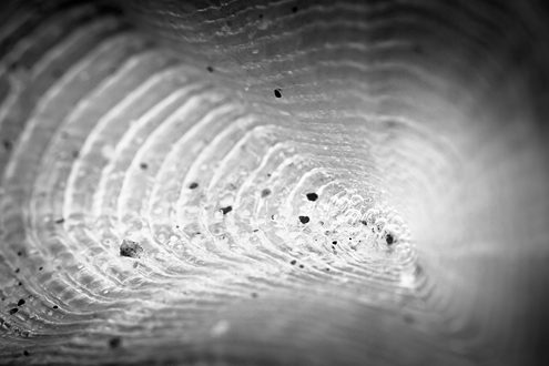 The tiny sand-splattered sail of a velella velella backlit by the setting sun looks like the vortex of a wormhole pulling in astroids. Part of a sci-fi black and white photography portfolio depicting life on distant worlds, fractals on a scale from galaxies to ice crystals, and how a 1,000-year-old redwood tree perceives the world. 