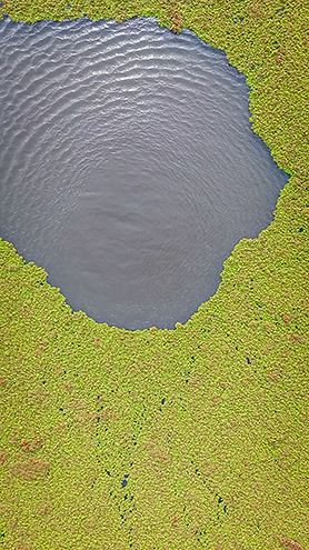Aerial photo Boy Scout Pond with an algae bloom on the southern edge of the Fort Ord National Monument from a drone. 
