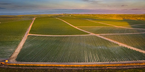 Strawberry fields blanket the landscape north of the City of Marina on Armstrong Ranch. 