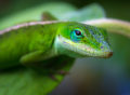 Green anole lizard poses for a portrait on a tropical leaf.