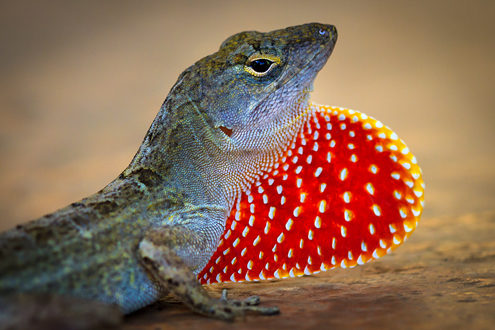 A male anole lizard rapidly bobs his head and expands his throat to attract and impress a female. I tried it, it really works. 
