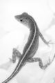 Anole lizard shot in black and white infrared so the green leaves are glowing white.