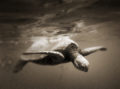 Underwater photo of a sea turtle bobbing just below the surface of the ocean of the Na Pali Coast.