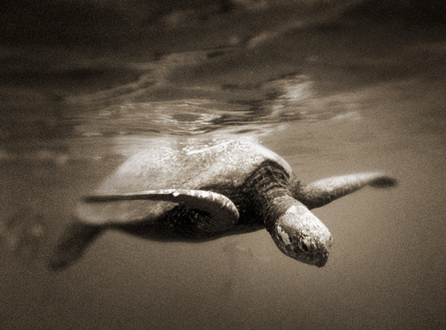 Sea turtles are one of the many prized viewing treasures for snorkelers in Hawaii. 