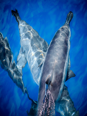 Spinner dolphins race below and around our catamaran off the ancient Na Pali Coast. The deep blue ocean makes a great distortion lens for their sleek bodies and sunlight as a dorsal fin cuts across the surface. 