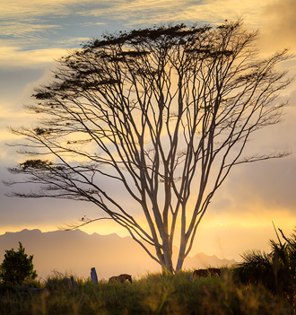 At the headwaters of Wailua River State Park sits this majestic Albizia tree atop a grassy hill with horses passing beneath before a golden sunset. 