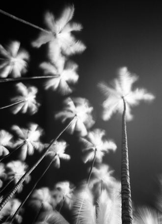 Palm trees blow in the afternoon trade winds. This is a time exposure using an 830ns infrared filter on a standard digital SLR body and wide angle lens for more than 4 minutes. 