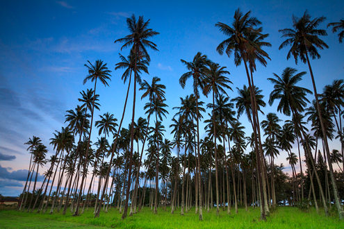 A grove of palm trees along the hidden trail to the Waipouli Beach sits on a foundation of plush tropical grass with a fading sunset and blue twilight sky. 