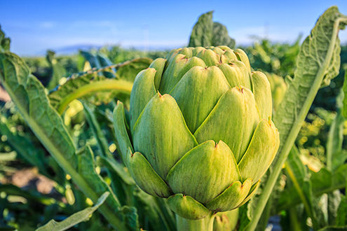 A delicious big artichoke flower crowns this Castroville farm just behind the sand dunes of the Monterey Bay. 
