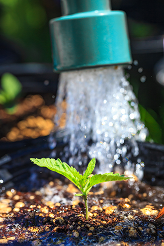 Organically-grown cannabis seedlings sprout upward to the spring sun after a morning watering under the care of Swami Chaitanya in the Bell Springs Appellation of the Emerald Triangle. 