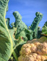 Organic cauliflower is packaged in the field for maximum freshness.