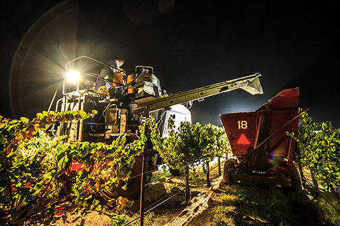 Midnight Pinot Noir harvest in the Salinas Valley by the light of a full moon. 