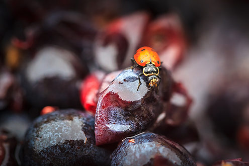 A ladybug come is from the vineyard for the Pinot Noir Crush at Smith Family Wines from their Paraiso Vineyard. 