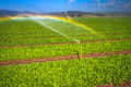 Rainbows are common when looking through square miles of sprinklers watering the baby kale.