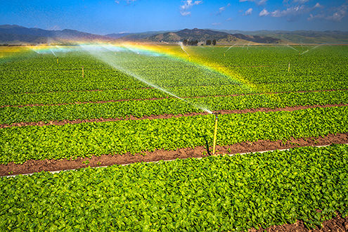 A rainbow lights up the irrigation of acres of baby kale along the Highway 101 corridor of the Salinas Valley. 
