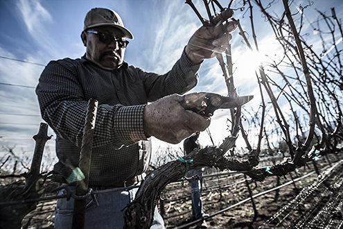 Vineyard foreman pruning away dead vines in the winter sun. 