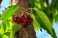 Genetically designed cherries on exhibit in IFG’s demonstration orchard where buyers from around the world come to view, taste and shop.