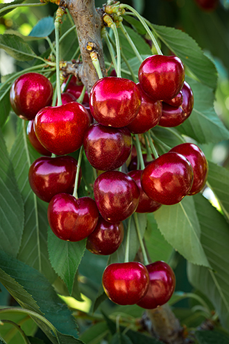 International Fruit Genetics (IFG®) is one of the world's largest fruit-breeding operations. IFG® was established in 2001 by several of the most prominent names in the California grape industry. Under the direction of renowned fruit geneticist Dr. David Cain, IFG has spent the past years focusing on creating table grape and cherry varieties to fill unmet consumer demands. 
